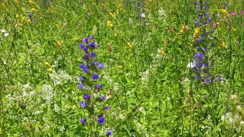 Landscape Summer Meadow And Butterflies 1
