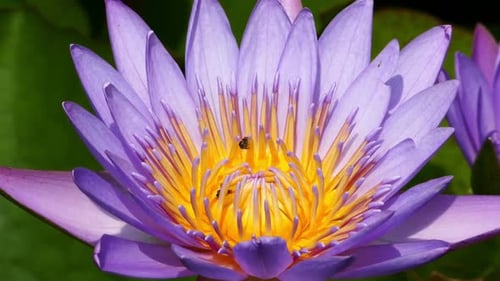 Bugs Exploring a Purple and Yellow Water Lily