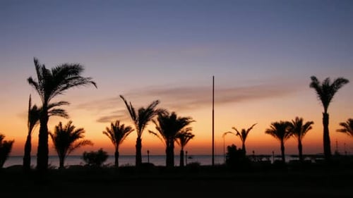Morgenlandschaft Palmen 1
