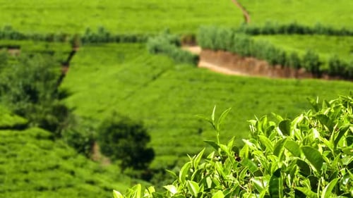 Mountain Tea Plantation In Sri Lanka 4