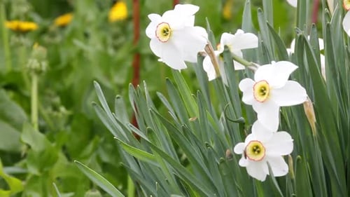 Narzissenblüten