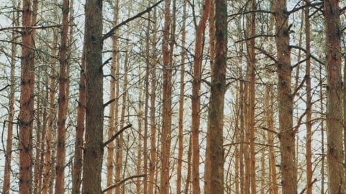 Summer Forest With Pines Growing In a Row