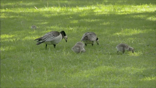 Geese Family Grazing Peacefully on Green Grass