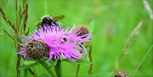 Bumblebee Collects Pollen from a Purple Flower