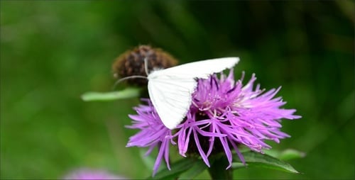 Butterfly 2
