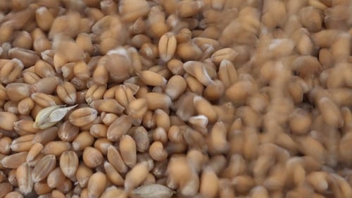Pouring Grains of Wheat into Bag
