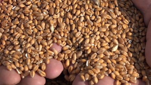Hands Sifting and Sorting Freshly Harvested Wheat Grain