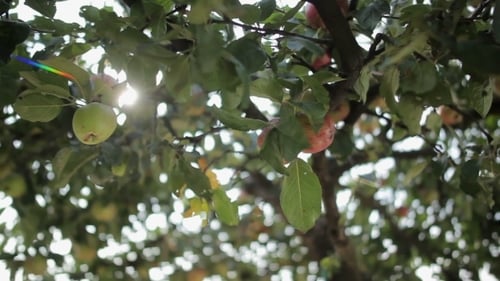 Apple Garden