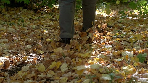 Running in Autumn Forest