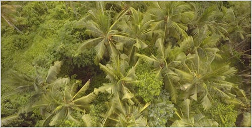 Cascade dans la jungle 5.