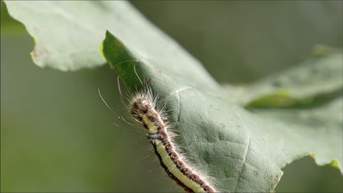 Eine Raupe, die auf dem Blatt kriecht