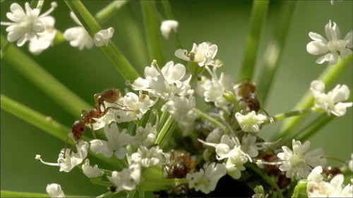 Große Ameisen auf den weißen Blumen