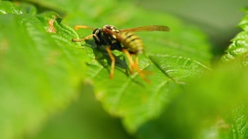 Wasp Rests on Green Leaf in Sunlight