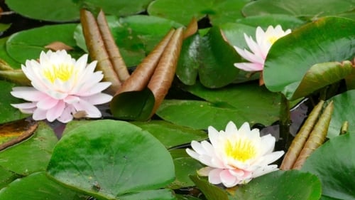 Water Lilies and Lily Pads in Pond