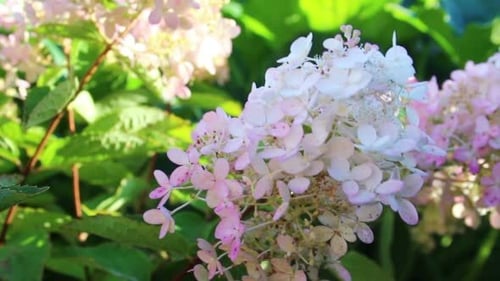 Hydrangea