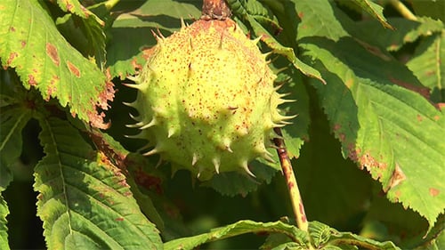Mature Fruit of the Prickly Chestnut