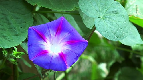 Liseron bleu fleuri