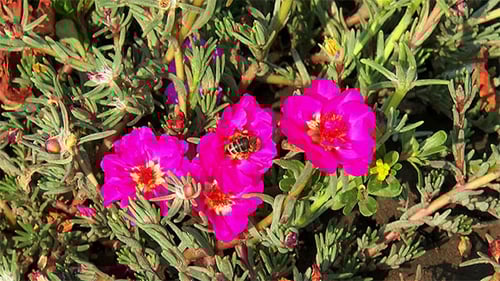 Bee Pollinating a Pink Flower