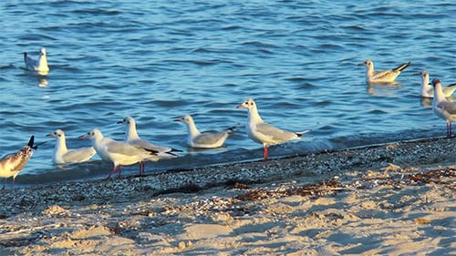 Gulls on the Beach in Search of Food
