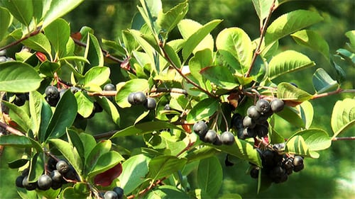 Baies de sorbier noir