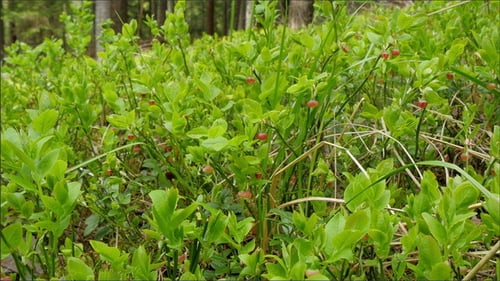 Une plante de Vaccinium Myrtillus le jour d'été