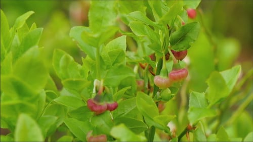 Close-up of Green Blueberry Plant with Red Buds