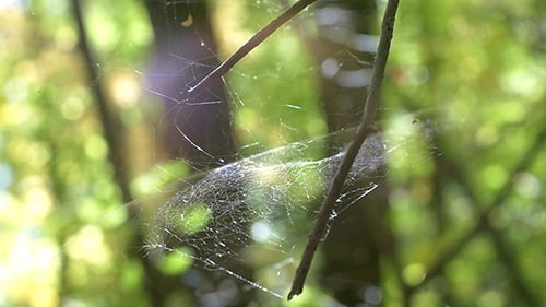 Sunlit Spiderweb in Forest