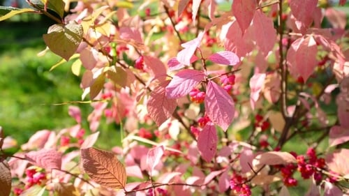 Euonymus dans la coloration automnale du feuillage