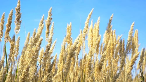 Spikelets