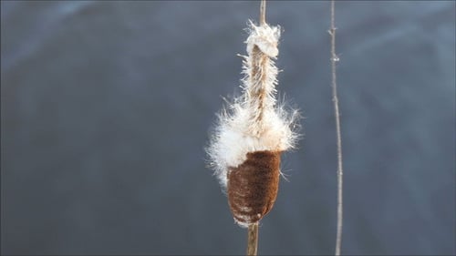 Une fleur ouverte de la plante Typha