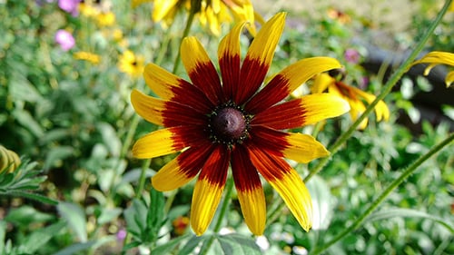 Fading Summer Flower 1