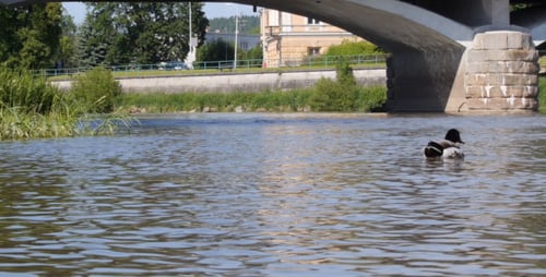 Drake Swimming Serenely in River Under Bridge