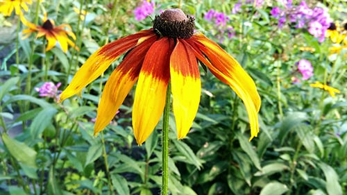 Fading Summer Flower 3