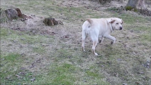 White Labrador Dog Trotting in Rural Field