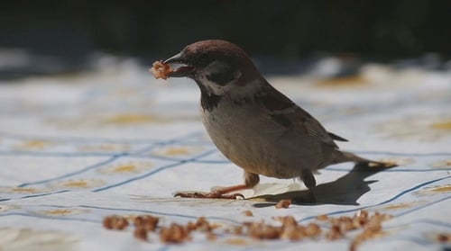 Sparrow Eating Crumbs on Daisy Patterned Table