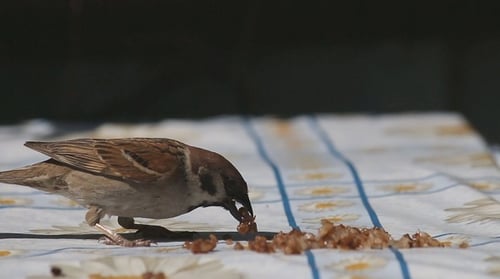 Sparrow Eats Crumbs off Table Outside