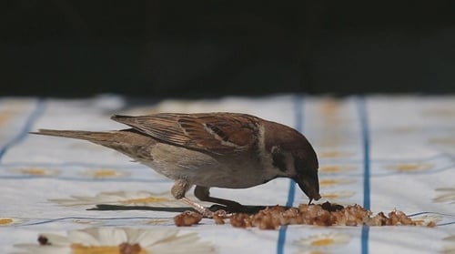 Sparrow Eating Scattered Food on a Daisy Tablecloth