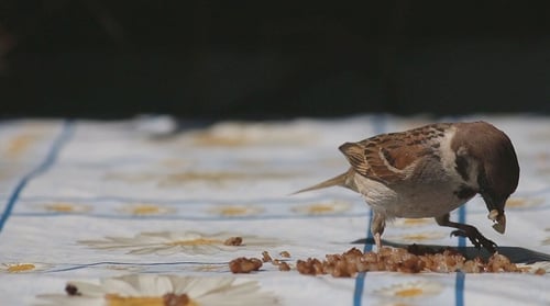 Sparrow Eating Food on Table in Daylight