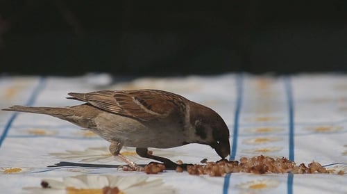 Sparrow Forages on Tablecloth in Bright Sunlight