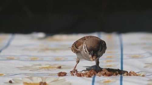 Sparrow Eating Food on a Table
