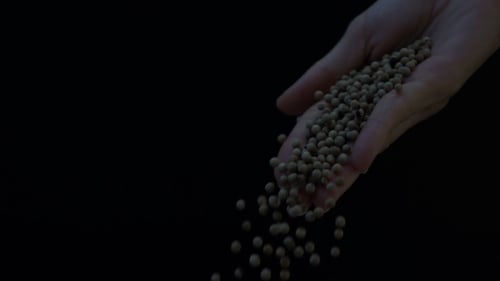 Hand Pours Small Round Peppercorns onto Black Surface