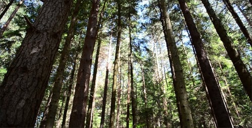 Pines 6