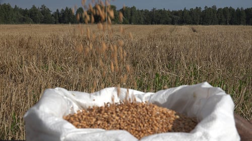 Wheat Seeds Falling Into Bag 3