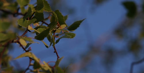 Leaves Swaying Gently at Sunset