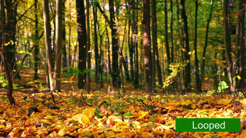 Herbstlicher Laubfall im Park