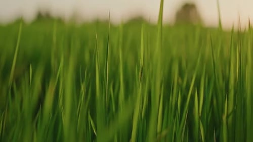 Green Grass Rice Field View Over Sunrise or Sunset Sky Background