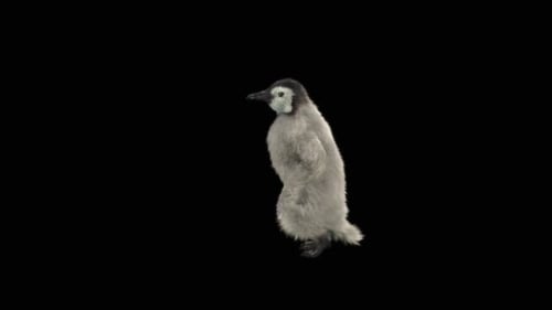 Penguin Dancing HD