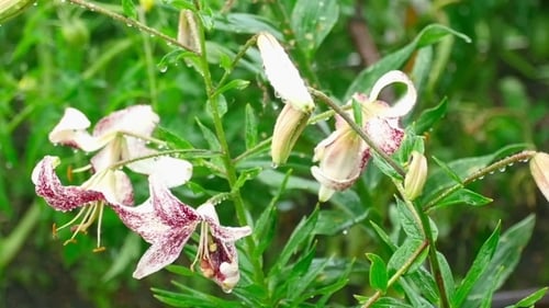 Tiger Lily Flower In Rain