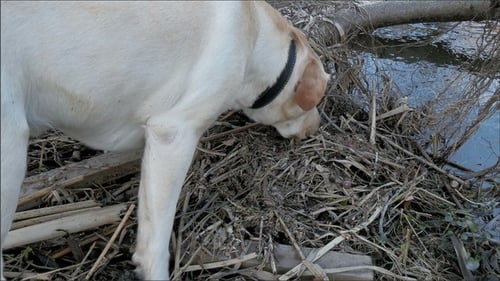 Ein Hund schnüffelt am Boden auf der Suche nach etwas