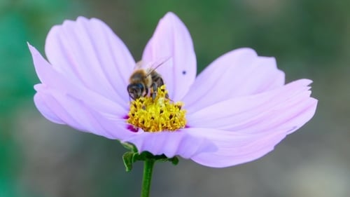 Bee Pollinating a Light Purple Flower in Spring